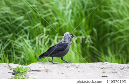 Coloeus monedula jackdaw with compact body and characteristic pale eyes perched in an urban environment. Coloeus monedula jackdaw with compact body and characteristic pale eyes perched in an urban environment. 140570195