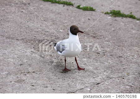 Chroicocephalus ridibundus black-headed gull in summer plumage with dark brown head and red beak and legs. Chroicocephalus ridibundus black-headed gull in summer plumage with dark brown head and red beak and legs. 140570198