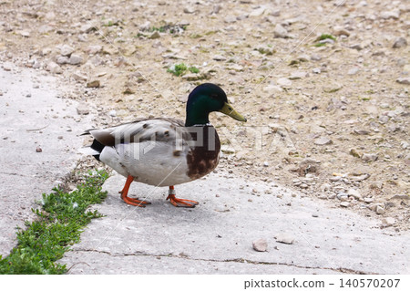 Anas platyrhynchos drake mallard with glossy green head. 140570207