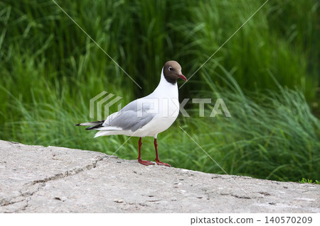 Black-headed gull perched near water displaying vivid red bill and red legs in natural light. 140570209