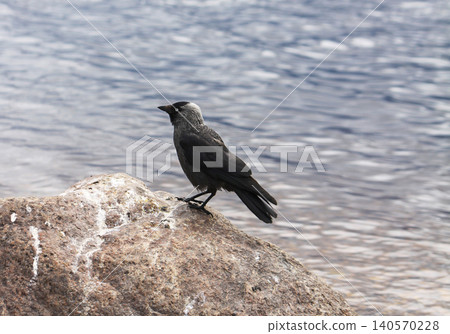 Close ornithological view of Coloeus monedula with sharp feather detail and pale eyes. 140570228