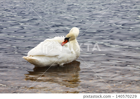 Cygnus olor mute swan swimming gracefully on calm lake water with soft reflections. Cygnus olor mute swan swimming gracefully on calm lake water with soft reflections. 140570229