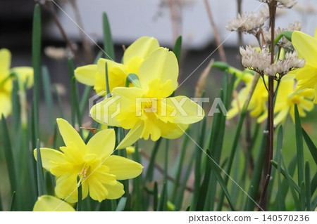 Yellow split-corona daffodils blooming in the spring garden. Yellow split-corona daffodils blooming in the spring garden. 140570236