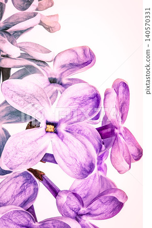 Lilac flowers and petals. Close-up. Nature. Lilac branch. 140570331