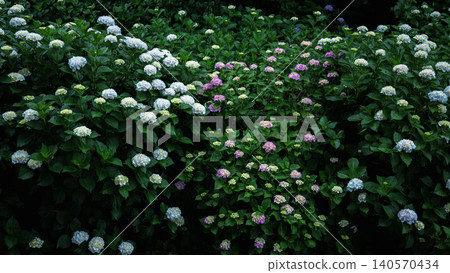 Hydrangea blooming proudly 140570434