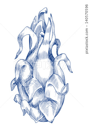 The pitahaya. Handmade ink illustration. For design of cards, cover, prints, product labels and fabric. 140570596