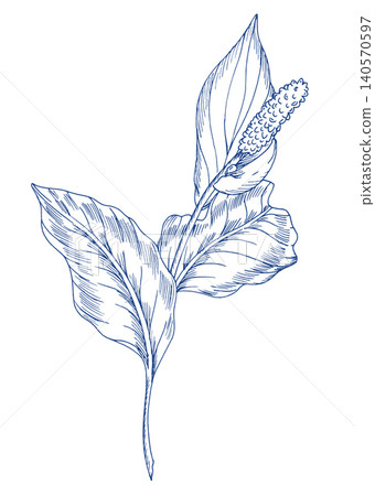 Spathiphyllum flower. Handmade ink illustration. For design of cards, cover, prints, product labels and fabric. Spathiphyllum flower. Handmade ink illustration. For design of cards, cover, prints, product labels and fabric. 140570597