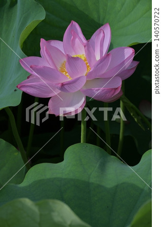 風景與蓮花 風景與蓮花 140570722