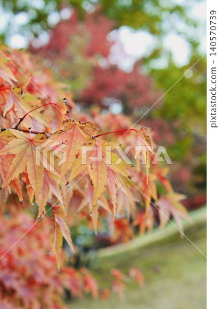 Bright red autumn leaves Bright red autumn leaves 140570739