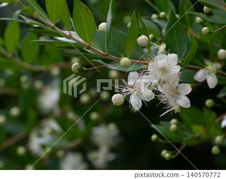 Beautiful white myrtle Beautiful white myrtle 140570772