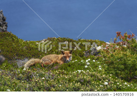 在惠山(Esan)杜鵑花(Rhododendron yedoense var. poukhanense)盛開的地方,偶遇一隻赤狐:北海道野生動物 在惠山(Esan)杜鵑花(Rhododendron yedoense var. poukhanense)盛開的地方,偶遇一隻赤狐:北海道野生動物 140570916