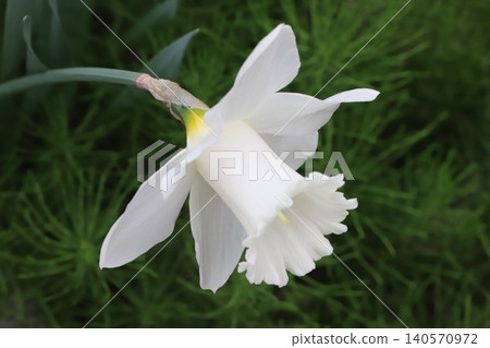 喇叭水仙花，花瓣和花冠都是白色的，在春天的花園裡盛開。 140570972