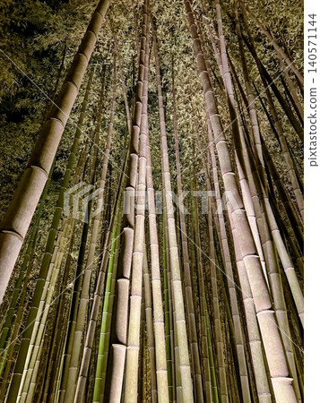 Bamboo forest illuminated at night Bamboo forest illuminated at night 140571144