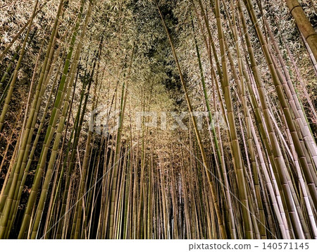 A magical bamboo forest illuminated at night A magical bamboo forest illuminated at night 140571145