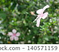 Hibiscus flower 140571159