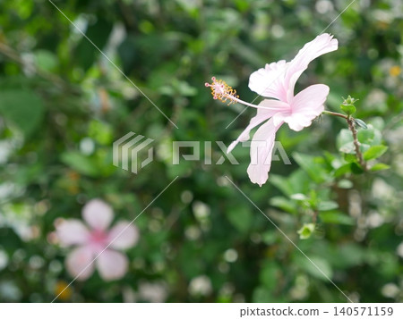 扶桑花 扶桑花 140571159