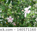 Hibiscus flower 140571160