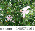 Hibiscus flower 140571161