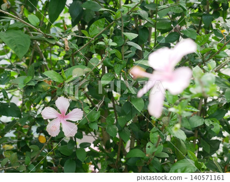 扶桑花 扶桑花 140571161