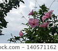 Hibiscus flower 140571162
