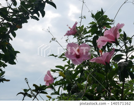 扶桑花 扶桑花 140571162