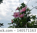 Hibiscus flower 140571163
