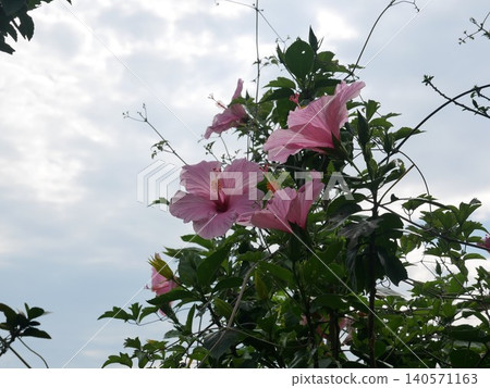 扶桑花 扶桑花 140571163