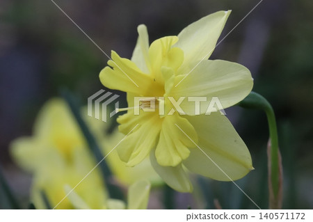 The split-corona daffodil, with its yellow petals and corona, blooms in the spring garden. The split-corona daffodil, with its yellow petals and corona, blooms in the spring garden. 140571172