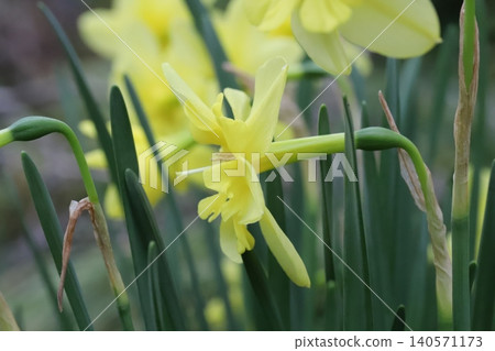 The split-corona daffodil, with its yellow petals and corona, blooms in the spring garden. The split-corona daffodil, with its yellow petals and corona, blooms in the spring garden. 140571173