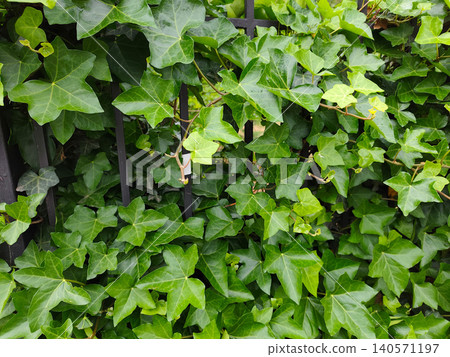 Green Ivy Climbing Fence in Urban Neighborhood Green Ivy Climbing Fence in Urban Neighborhood 140571197