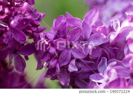 Close-up of vibrant purple lilac flowers in bloom Close-up of vibrant purple lilac flowers in bloom 140571224