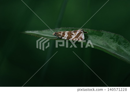 Brown patterned moth resting on a green leaf Brown patterned moth resting on a green leaf 140571228