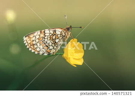 Butterfly perched on a yellow flower against blurred background Butterfly perched on a yellow flower against blurred background 140571321