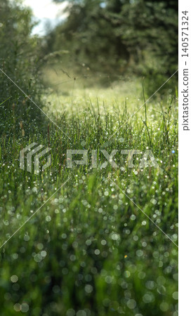 Dew-covered grass in a sunny meadow Dew-covered grass in a sunny meadow 140571324