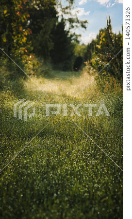 Sunny Pathway in a Dewy Meadow Sunny Pathway in a Dewy Meadow 140571326