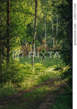 Pathway in a Sunlit Forest with Lush Greenery Pathway in a Sunlit Forest with Lush Greenery 140571330