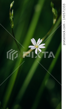 White wildflower on a blurred green background 140571333