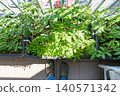 Tomato Plants Growing in Pots on Apartment Balcony Garden 140571342