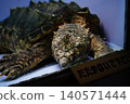 睡著的海龜 140571444