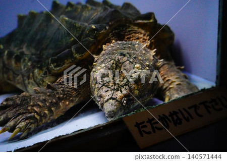 睡著的海龜 睡著的海龜 140571444