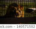 獅子正看這裡 140571502