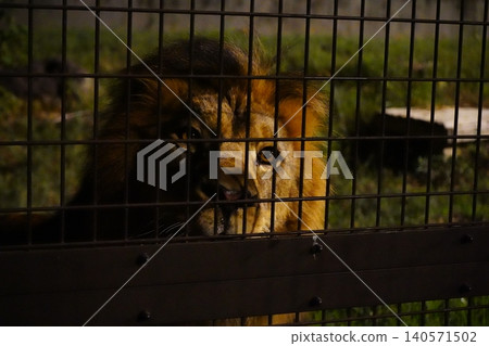 獅子正看這裡 140571502