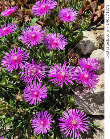 Desert Flower - Lampranthus or Delosperma cooperi Desert Flower - Lampranthus or Delosperma cooperi 140571873