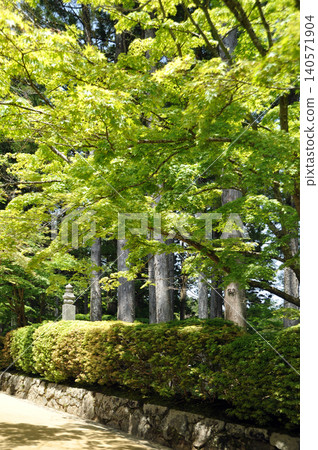 Mount Koya: The Snake Path with Fresh Greenery Mount Koya: The Snake Path with Fresh Greenery 140571904
