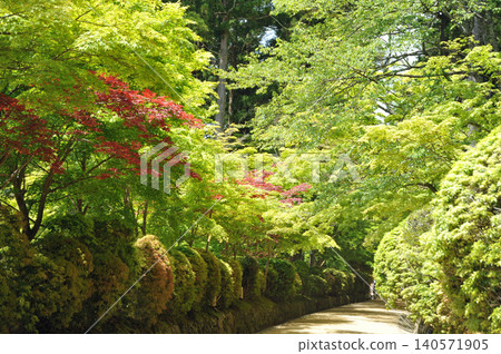 Mount Koya: The Snake Path with Fresh Greenery Mount Koya: The Snake Path with Fresh Greenery 140571905