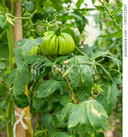 Green heirloom tomato growing on vine in organic garden setting Green heirloom tomato growing on vine in organic garden setting 140571997