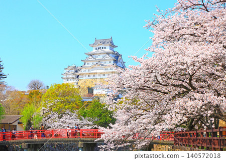 Scenery of cherry blossoms in full bloom and Himeji Castle, Himeji City, Hyogo Prefecture Scenery of cherry blossoms in full bloom and Himeji Castle, Himeji City, Hyogo Prefecture 140572018