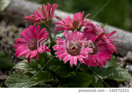 紫花 紫花 140572033