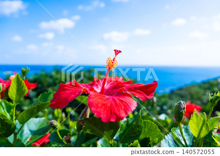 沖繩的藍色大海、天空和芙蓉花（B） 140572055