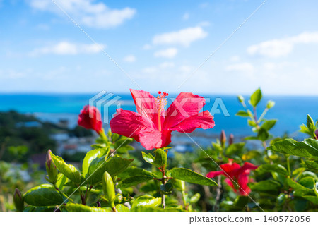 Okinawa's blue sea, sky, and hibiscus flowers (C) Okinawa's blue sea, sky, and hibiscus flowers (C) 140572056